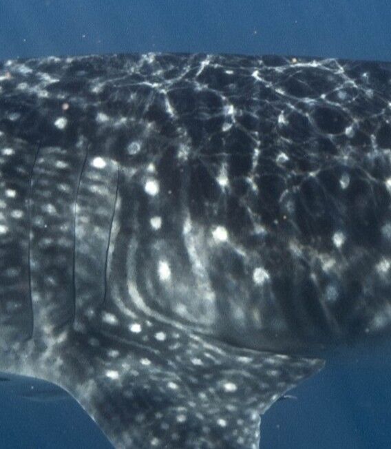 5123988d-3523-489f-9049-793b99b20436