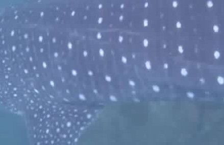 63f04e11-b78b-4088-8475-8e605183ee3e