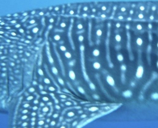 8ca47811-fe15-4e0e-bb44-80fcf14e02cf