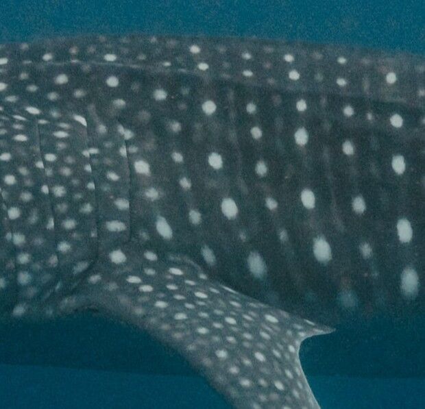 952fc823-6de4-46a2-a1b7-90334bd733c2