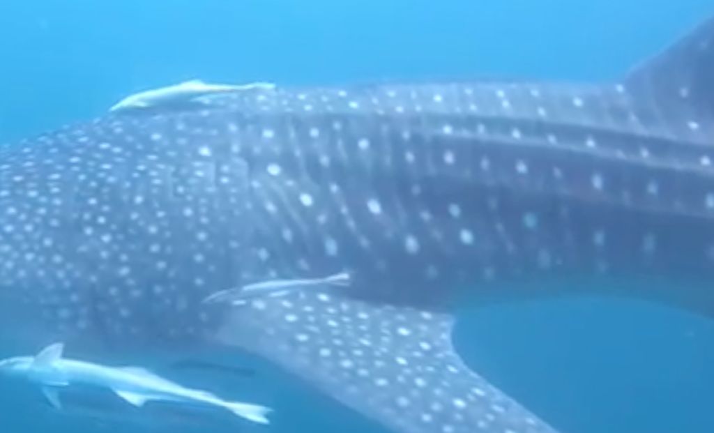 f93022b0-c53b-4929-8ca1-5a21de249c46