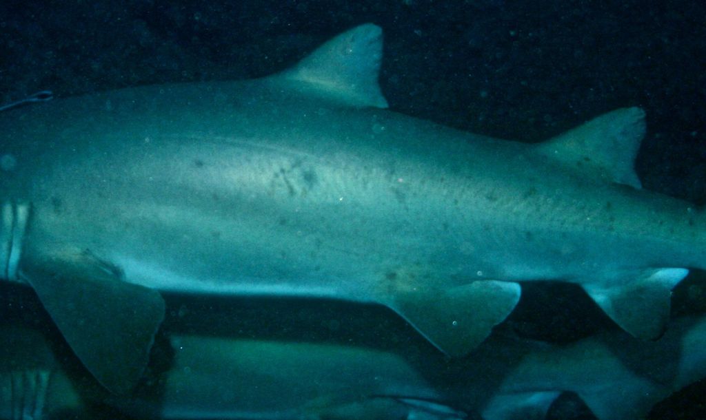 8af98c5a-77d3-4633-96bf-843dbdf950e8