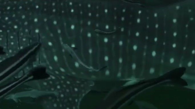 815882d2-8ada-42c2-b036-53d63aa1a9f8