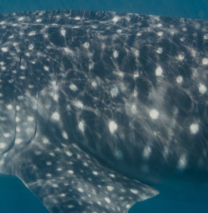 03d043a4-eb84-4b61-aac9-c77f42358f20