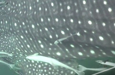 4ae7c08d-50d8-4015-ba68-7f82852c6d74