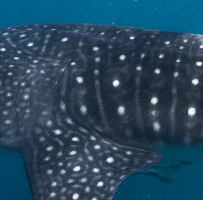 9b79479d-f5a5-4c70-badc-c3bf90b19003