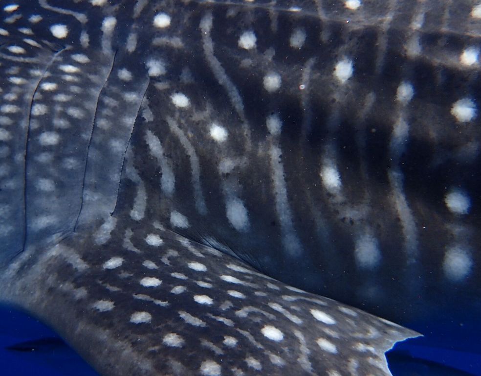 d4f9daa5-a1bb-482d-aa7e-563797f7bcdb