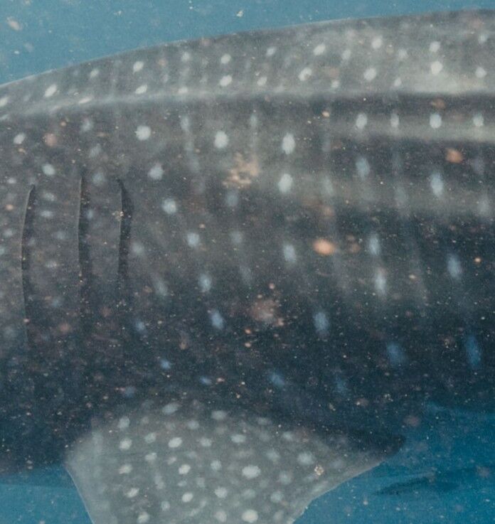 94e14605-cab9-4bce-8a1e-482d676d6e43