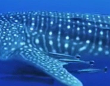 b30d78f7-007b-4222-9888-1519aff794bc