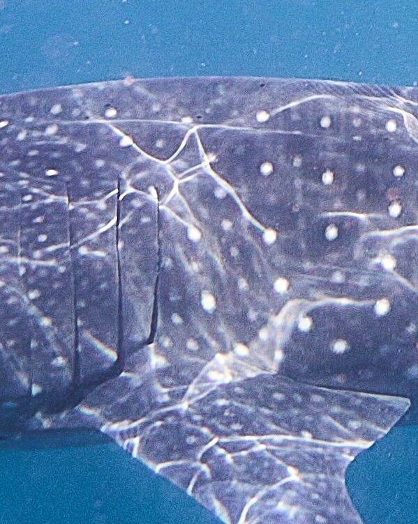 49f390e7-8c7b-4646-b3e7-495b5636490f