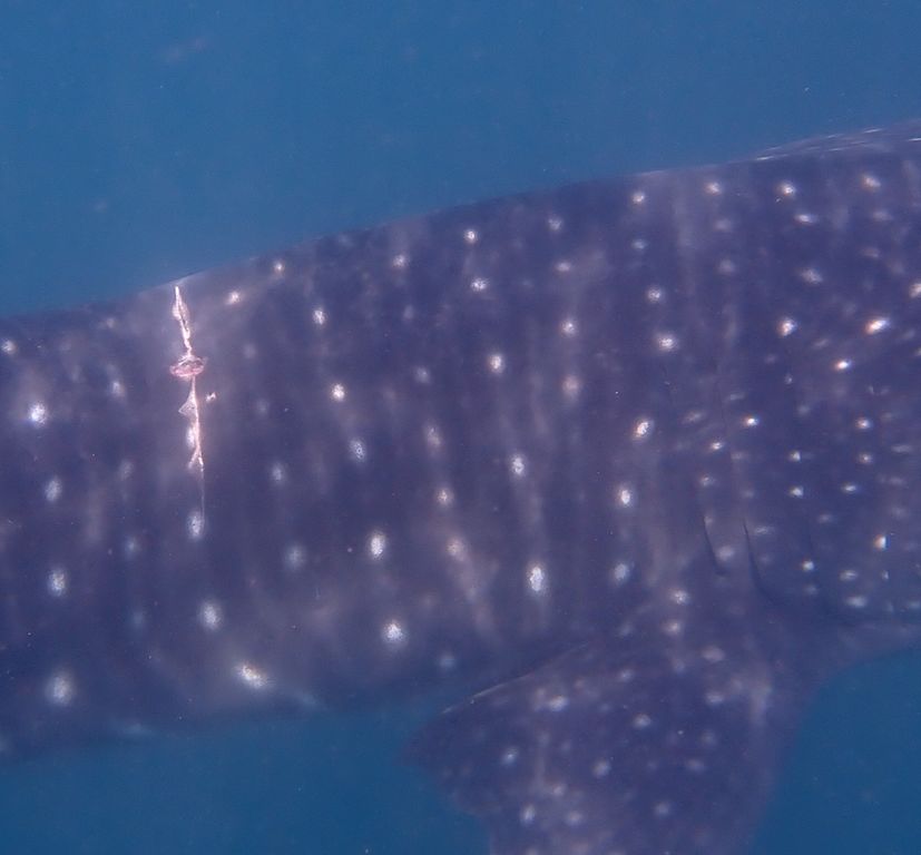 0bd62c40-b995-4120-99ad-15342ee298ac