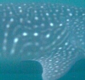 0cb76c92-4800-4c9e-b359-4288c8868e86