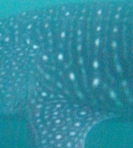 0cb76c92-4800-4c9e-b359-4288c8868e86