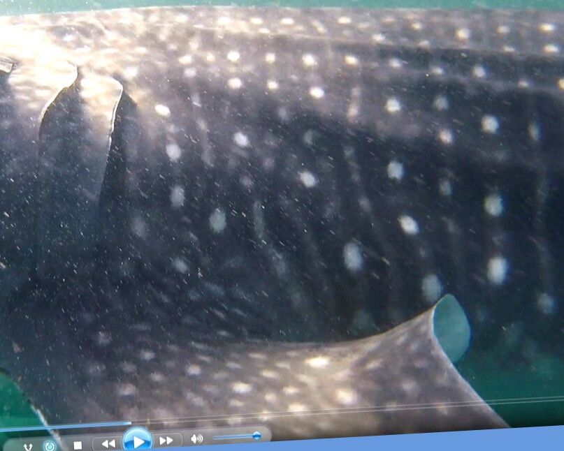 501a66de-03e2-410f-9da4-87c7fc814ab5