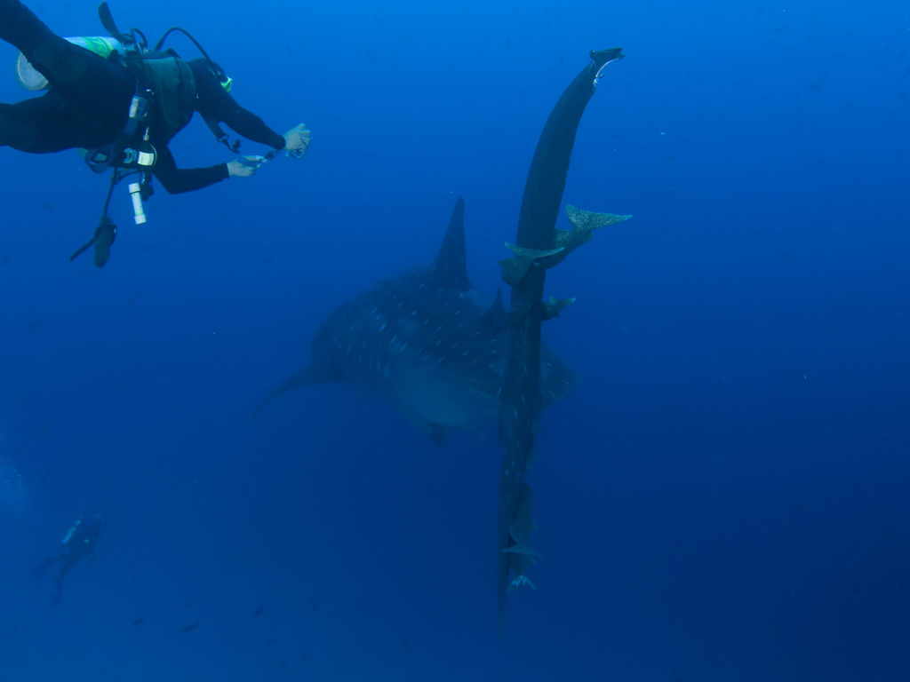 c552f297-5285-4f6b-87fa-3d7952973eac