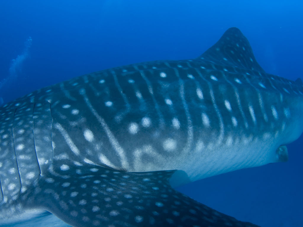 c552f297-5285-4f6b-87fa-3d7952973eac