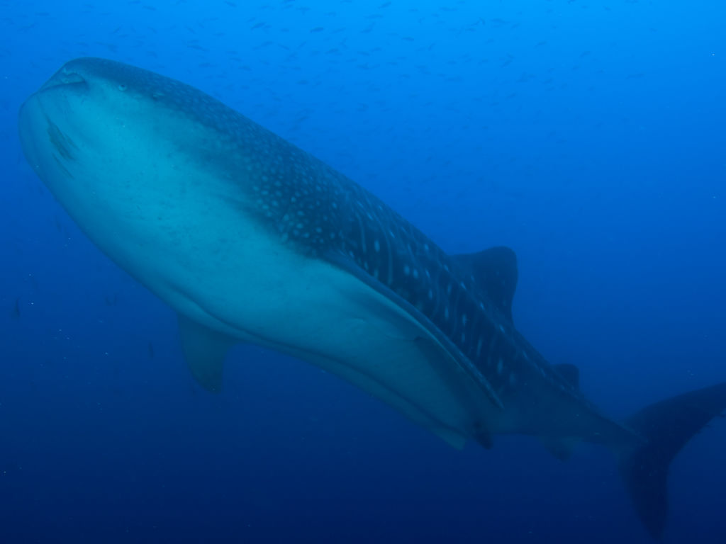 c552f297-5285-4f6b-87fa-3d7952973eac