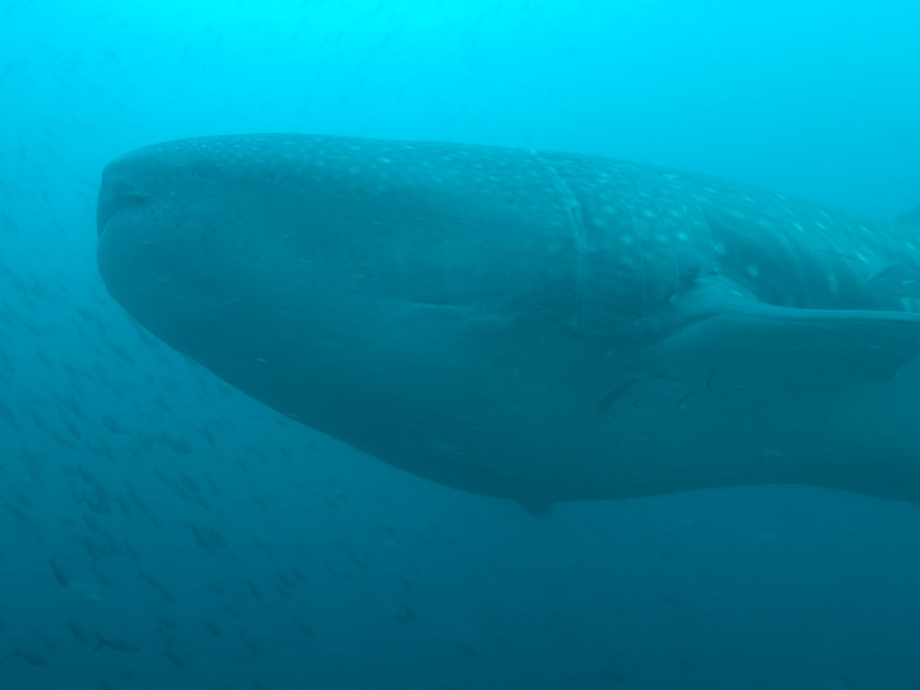 74683378-f214-450e-9bb0-61de398a763c