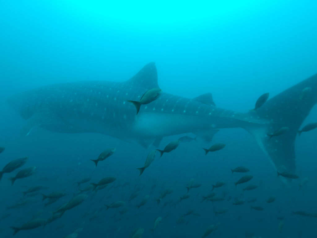 74683378-f214-450e-9bb0-61de398a763c