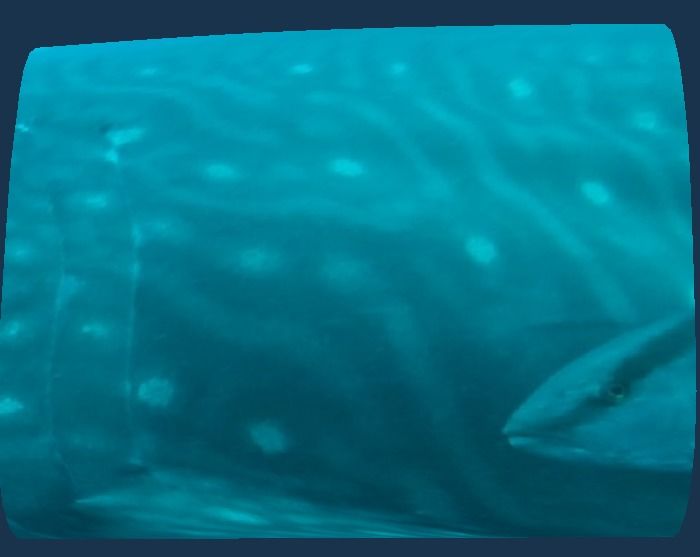 74683378-f214-450e-9bb0-61de398a763c