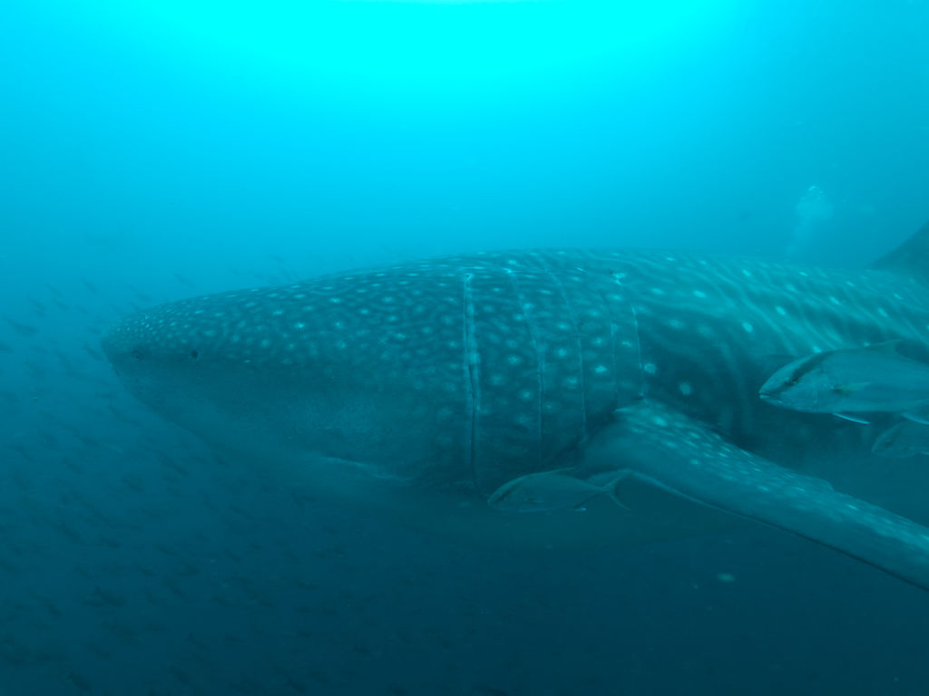 74683378-f214-450e-9bb0-61de398a763c