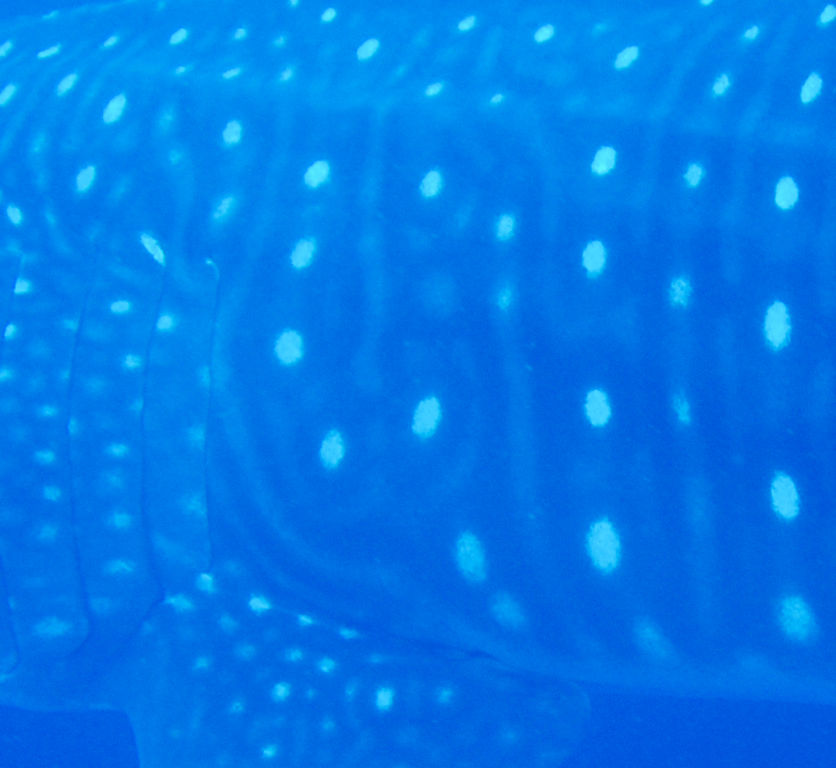 6b1f5c94-71d8-4eb0-b83a-ce2b2b5f1794