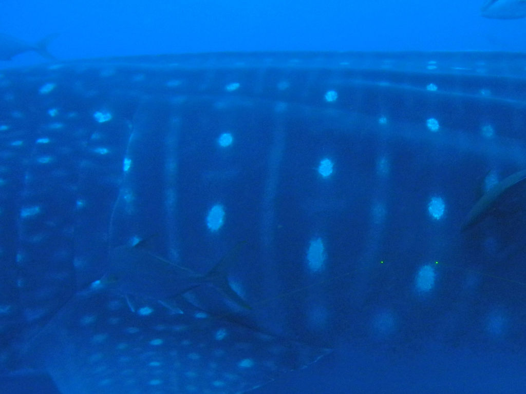 d5572f22-1639-4325-a59b-9cc1ba145d35