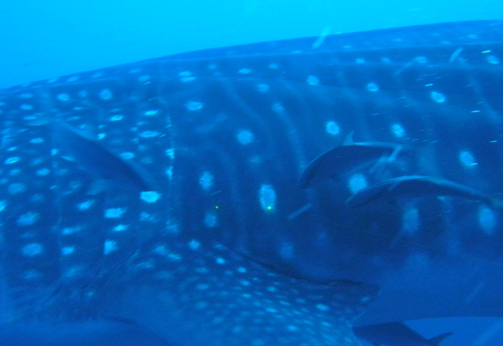 799b8fcd-1c2f-418a-b8f8-00f14b069600