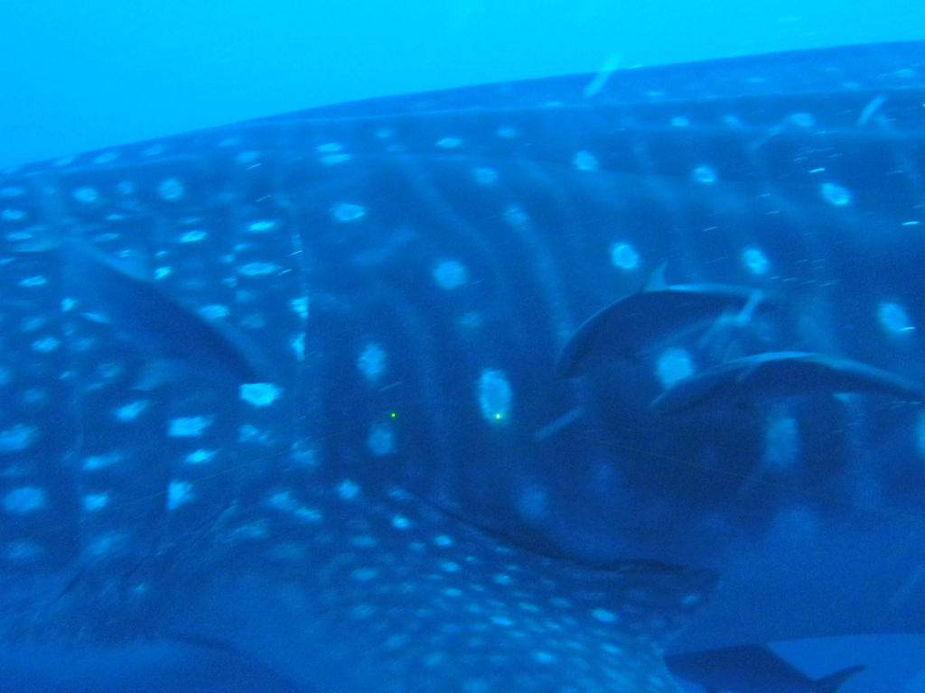 799b8fcd-1c2f-418a-b8f8-00f14b069600