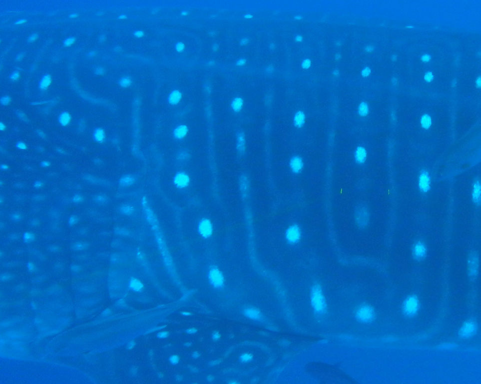 5a95788a-046f-4a4c-97bb-c936194db387