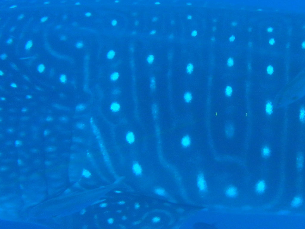 5a95788a-046f-4a4c-97bb-c936194db387