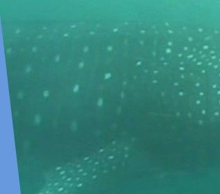 a98867cd-032a-4a5e-86f7-e6e2e1dba9ad