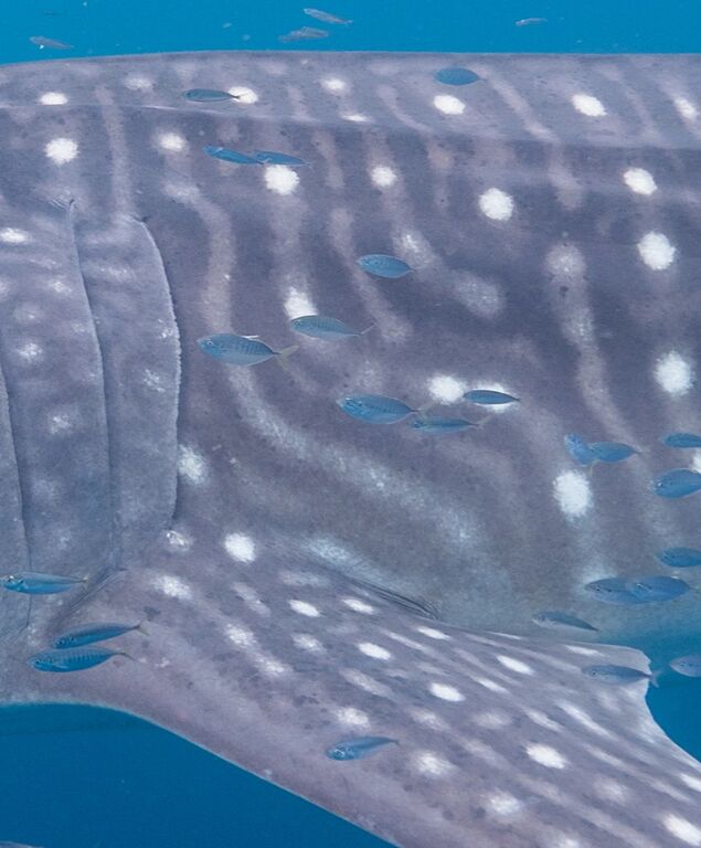 8c470bcb-3803-4769-8c0f-bd51b652f6bd