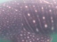 35dec3cd-cc98-4267-b5a1-cfaa3f4503ab