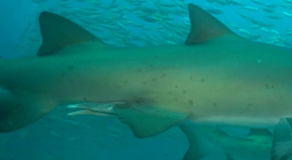 72cf8bbb-2cac-4fa4-a14d-103cd0feea38