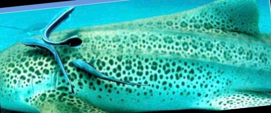 728cd3d4-a7b1-41fe-80dd-d08f3f8f770c