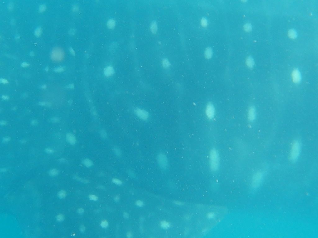 61c1515c-f942-47c3-96ed-528b3be5706b