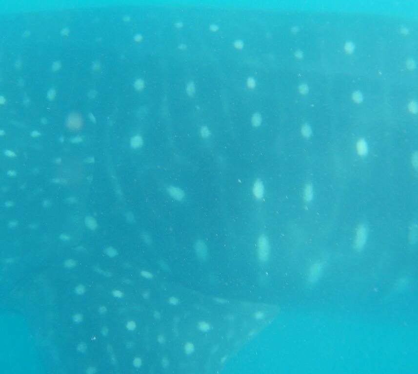 61c1515c-f942-47c3-96ed-528b3be5706b