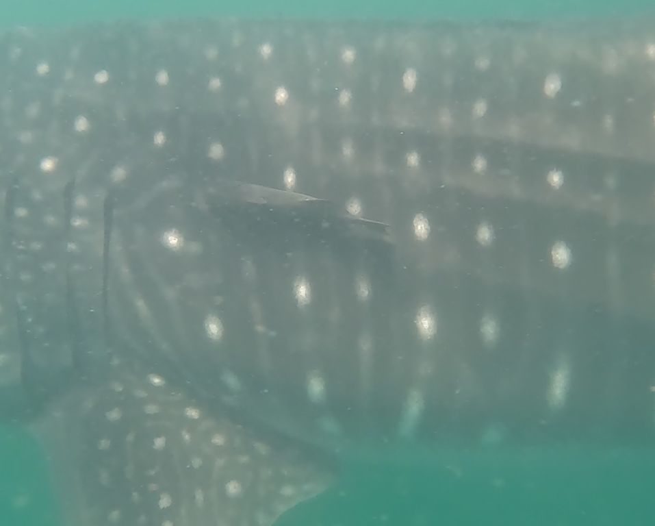 62d9731b-a51c-46e7-9030-acb54d671c96