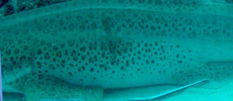 ff524530-e5cc-4fc9-b451-18ba4892ed35