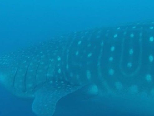 4623287c-1c39-489e-9872-56cbd64cd013