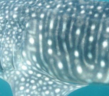 7f289576-093a-4ff4-864e-5ba7f9bad455