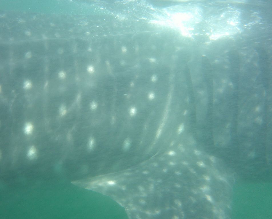 551035d6-5ed7-43ae-9c09-c7c8f3d87a2c