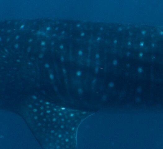 3506d447-be47-4727-9197-9493c14726b5