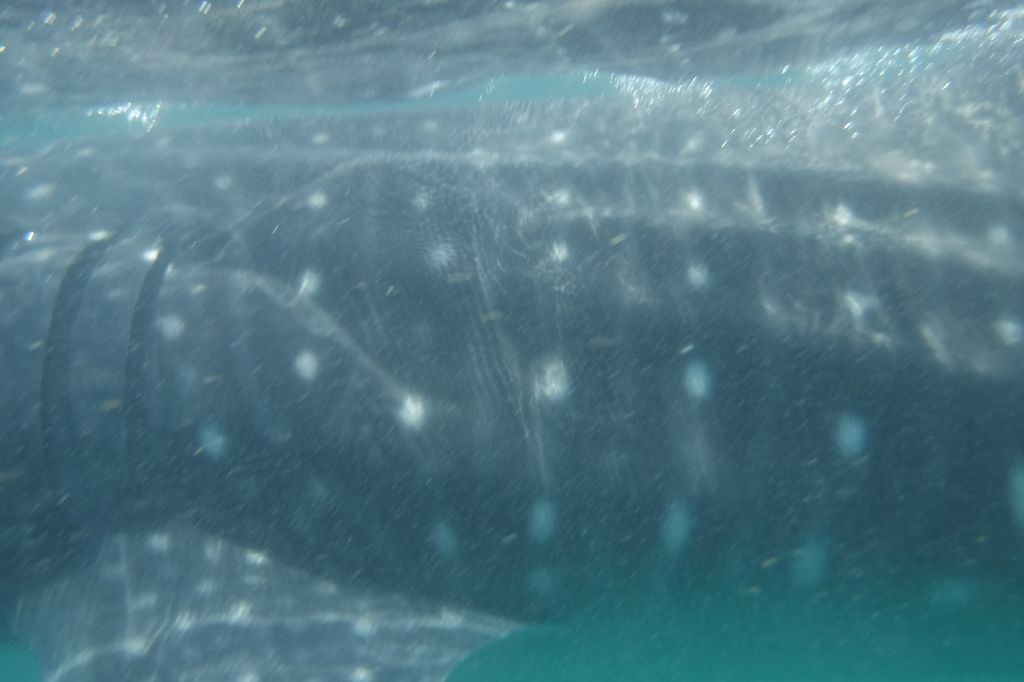 466ea853-cb12-40ba-9a49-ca69a455a692