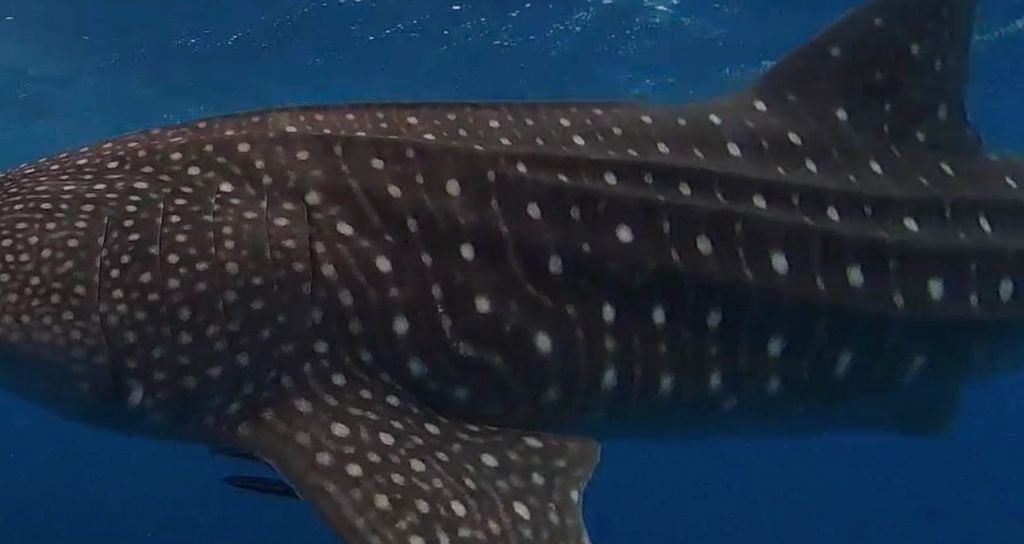 8c8ebc9d-2e2d-4539-947a-48254c12841a