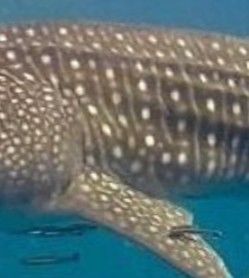 d2c52c6b-9e08-4c5f-b5b0-d5ef859b0240