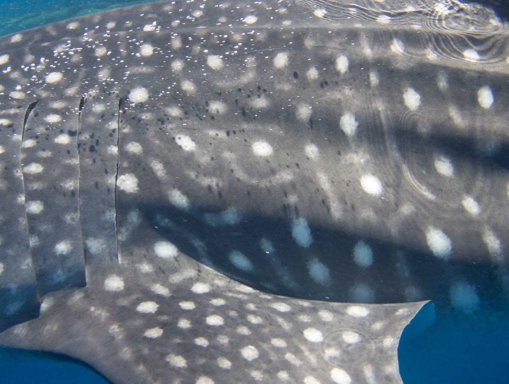 0be011a8-6fee-49db-9d11-2367e94becd4