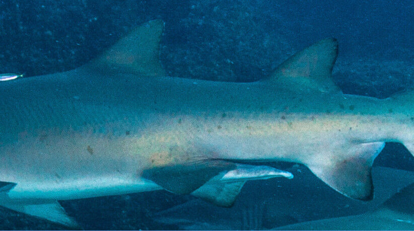 2bdf2a75-2563-495a-8f8a-a057d96112c6