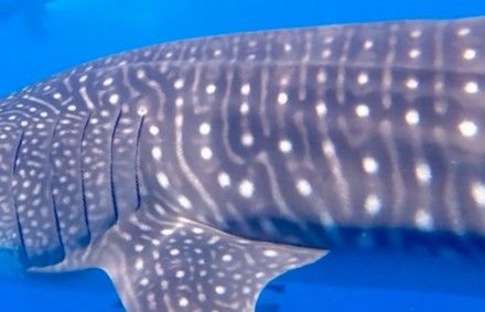 da502c49-31e7-42ae-810e-3afda9a24888